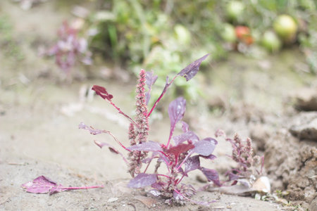 Seedlings of red vegetablesの写真素材