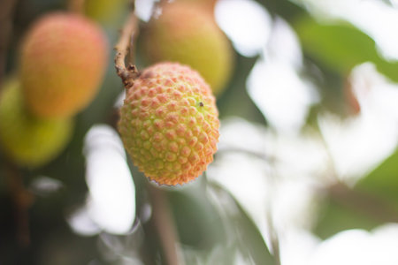 Lots of litchi and backgrounds blurの写真素材