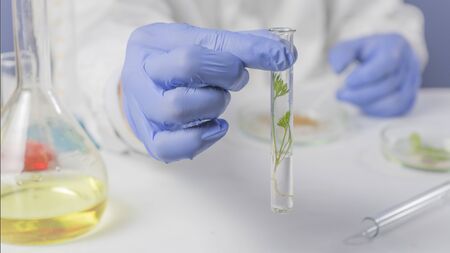 scientist hand in blue glove holding green leaf , biotechnology concept. Close up.の写真素材