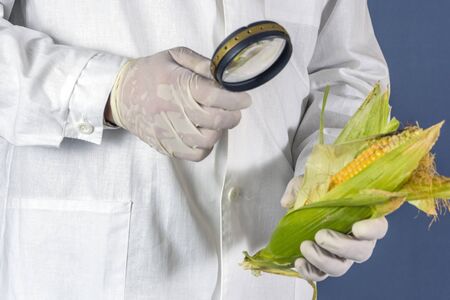 Scientist examining quality of harvested corn seed kernels, close up of hand holding magnifying glass.の写真素材