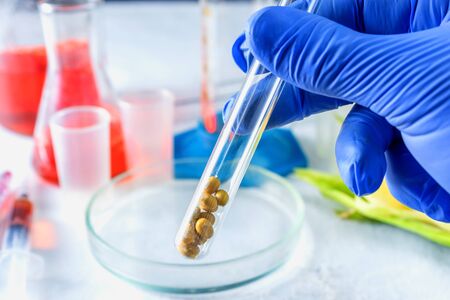Researcher hand holds a test tube with soy on the background of a table with test tubesの写真素材