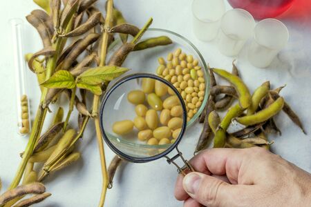 Scientist's hand with a magnifying glass does soy analysis. Laboratory research. View from above