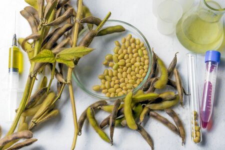Research soy in the laboratory on the table. Top viewの写真素材