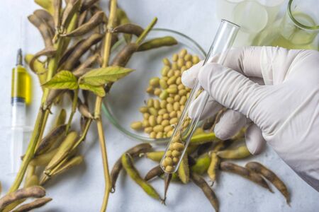 Scientist doing chemical analysis of soybean.の写真素材