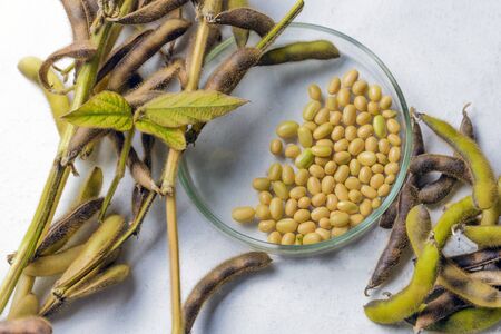 Macro shot of soybeans isolate on white backgroundの写真素材