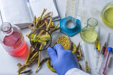 Scientist doing chemical analysis of soybean. Top view.の写真素材