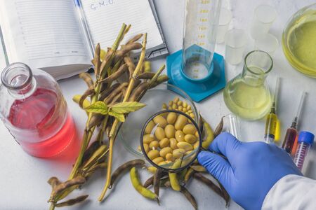 Scientist doing chemical analysis of soybeanの写真素材