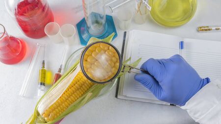 Scientist examining quality of corn seed kernels, close up of hand holding magnifying glass.の写真素材