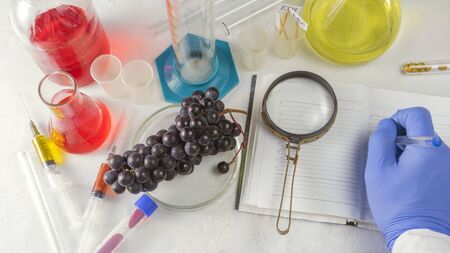 Experiments with grape fruits in the laboratory. The hand of a scientist writes in a notebookの写真素材