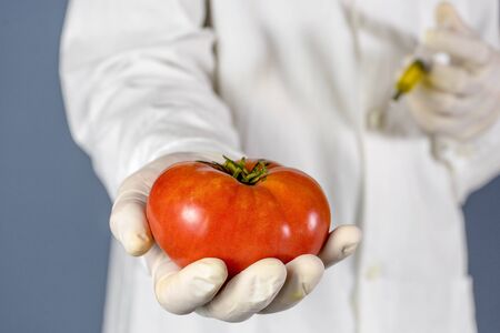 Selective focus agricultural lab worker injecting tomato with nitrates to keep it fresh, gmo. Close upの写真素材
