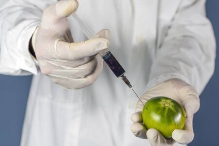 laboratory assistant injects into a green tomato with nitrates so that they are fresh, GMOsの写真素材
