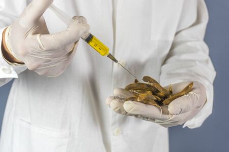 Scientist makes an injection, close-up of hands holding a soybeans. Selective focus.の写真素材