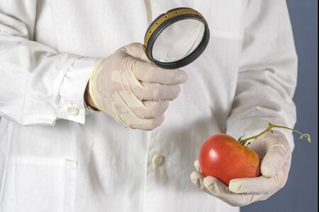 GMO scientist looks at red tomato through magnifying glass - genetically modified food concept.の写真素材