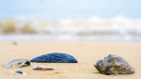 Beach concept. Sea shell with sea on background