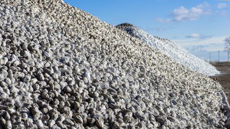 Pile of sugar beets on the ground after harvest,