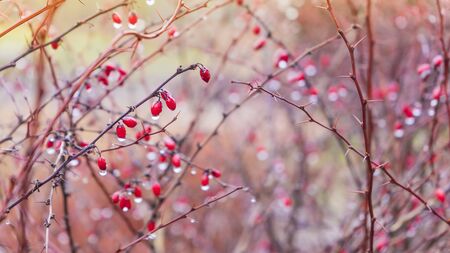 red berries with a drop of water hanging from a branch on a pink background.の写真素材