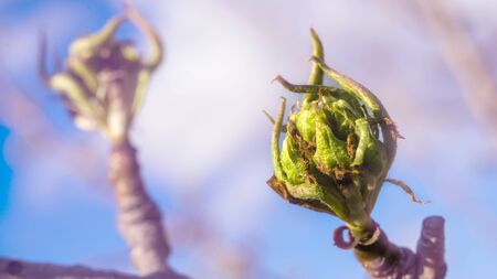 Buds of pear tree. Young green leaves blooming on the tree. Unblown bud of fruit tree in spring....