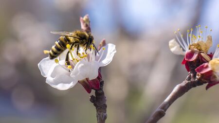 Spring. Bee collects nectar pollen from the white flowers of a flowering cherry on a blurred background of nature.の写真素材