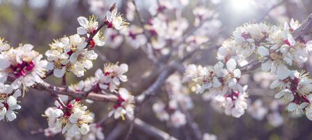 Photo Sakura or cherry blossom flower full bloom in spring season.の写真素材