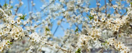 Photo branches of cherry blossom flower full bloom in spring season against the background of blue...