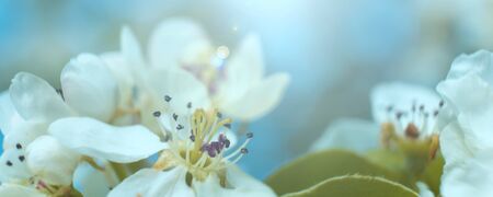 Photo blured background. Beautiful blossoming cherry tree on light blue sky background in sunlight, shallow depth. Soft vintage pastel toned. Nature springtime sakura flower panorama.の写真素材