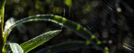 Photo Macro photo of water droplets on a sheet intertwined with cobwebs. Nature springtime panorama. Copy space banner.の写真素材