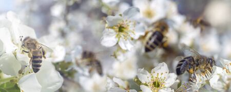 Photo spring banner, bees collects nectar pollen from the white flowers of a flowering cherry on a blurred background blossoming cherry tree.の写真素材