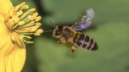 Photo A Bee hovering while collecting pollen from blossom. Hairs on Bee are covered in yellow pollen...