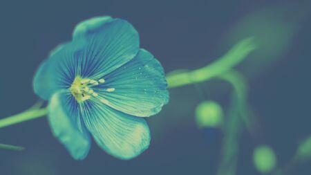 Photo Blured background. Beautiful flower. Soft vintage pastel toned.の写真素材