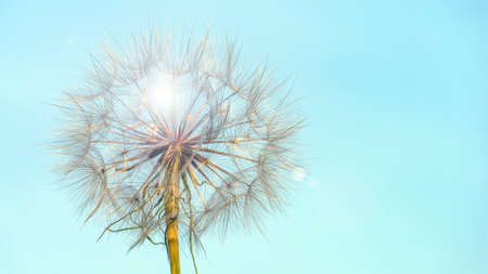 Photo Dandelion silhouette against sunset with seeds blowing in the windの写真素材