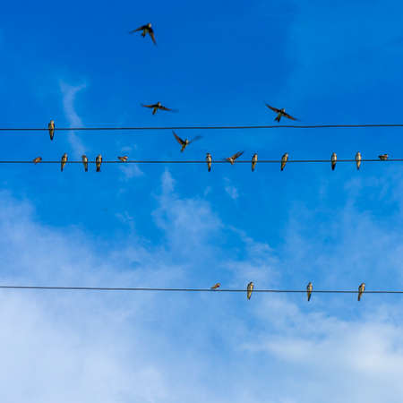 Photo swallows sit on wires against the background of the blue sky