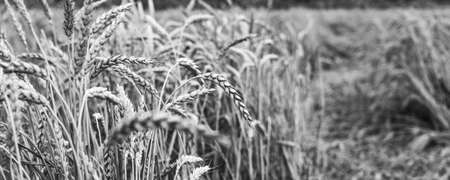 Wheat field black and white. Background of ripening ears of meadow wheat field. Rich harvest Concept