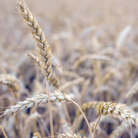 Wheat field close up. Background of ripening ears of meadow wheat field.の写真素材