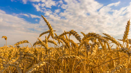 Photo gold barley Field in period harvest on background cloudy sky.の写真素材