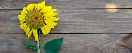 Yellow sunflower on wooden background, close up, copy space.の写真素材