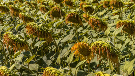 Photo Field of ripe sunflowers on a sunny day.の写真素材