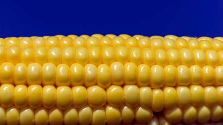 Photo Ear of corn close up under blue skyの写真素材
