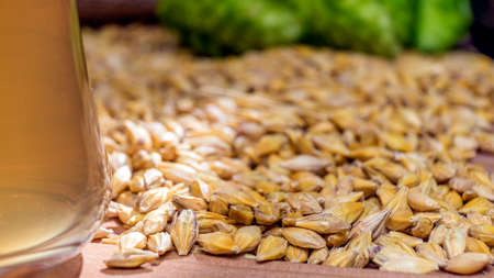 Photo hop, barley seeds and glass of beer, close upの写真素材