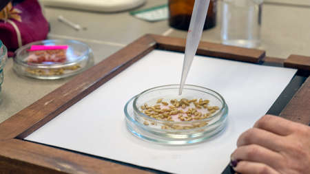 Photo Laboratory assistant in a food quality laboratory. Barley quality check. Close up.の写真素材