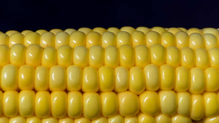 Photo A close up shot of a fresh ear of cornの写真素材