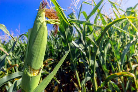 Corn on the stalk in the field.の写真素材
