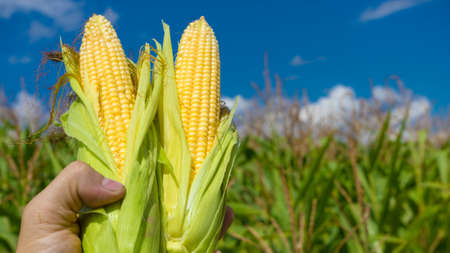 Close up of farmers hands holding corn cobs in field