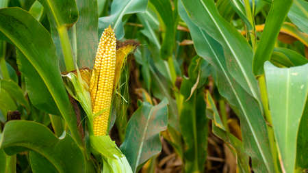 Photo corn on the stalk in the field. Close up. Sammer day.の写真素材