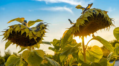 Ripe Sunflower on Field with Blue Sky and Clouds on Backgroundの写真素材