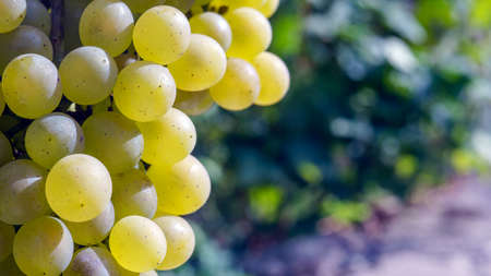 White grapevine in garden, selective focus with blur background. Close up.の写真素材