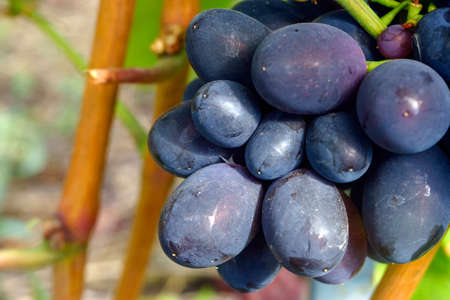 Photo red grapes with green leaves on the vine. fresh fruitsの写真素材