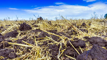 Photo plowed agricultural field after harvest, sky and trees in the background
