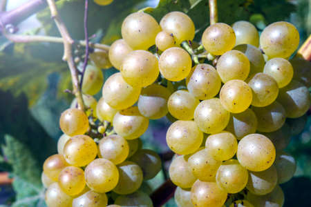 White grapevine in garden, selective focus with blur background. Close up.