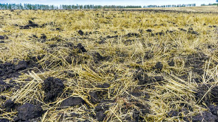 Photo plowed agricultural field after harvest, sky and trees in the background