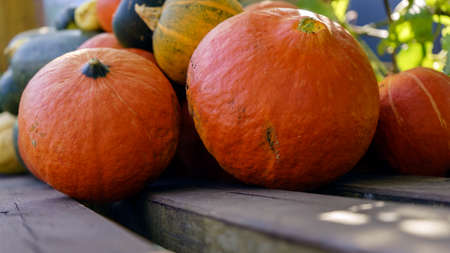 Assorted pumpkins and squashes on rustic wooden boards with an shinning autumn backdrop